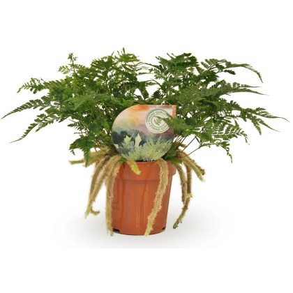 Humata tyermannii 12cm