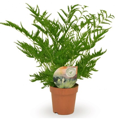 Pteris straminea 12cm