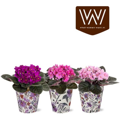 Saintpaulia in TGW SmartCup Lilly 12cm