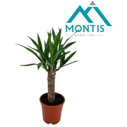 Yucca elephantipes stem 17cm