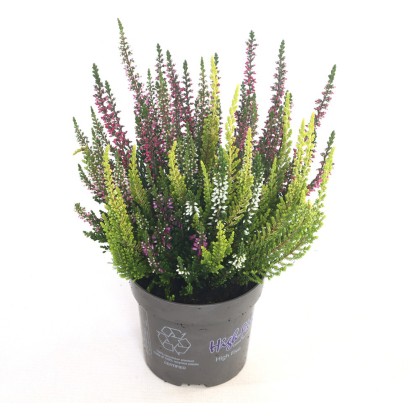 AUTUMN POT Calluna Beauty Ladies High Five 11cm