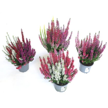 AUTUMN POT Calluna Beauty Ladies Starlight Trio 9.5cm