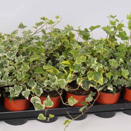 AUTUMN POT Hedera Helix - Mixed 9cm