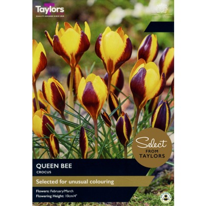 TAYLORS Crocus Queen Bee