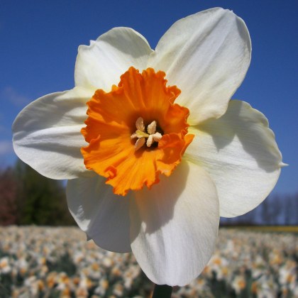 TAYLORS Narcissus Barrett Browning - 1Kg (When Packed)