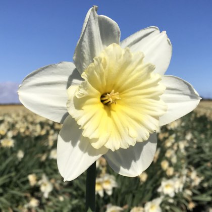 TAYLORS Narcissus Ice Follies - 1Kg (When Packed) TAYLORS Narcissus Ice Follies - 1Kg (When Packed)