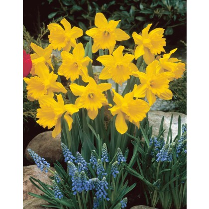 TAYLORS Narcissus King Alfred Select - 1Kg (When Packed) TAYLORS Narcissus King Alfred Select - 1Kg (When Packed)