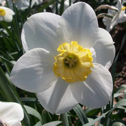 TAYLORS Narcissus Loth Lorien - 1Kg (When Packed) TAYLORS Narcissus Loth Lorien - 1Kg (When Packed)