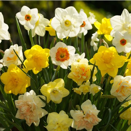 TAYLORS Narcissus Mixed Colours - 1Kg (When Packed) TAYLORS Narcissus Mixed Colours - 1Kg (When Packed)