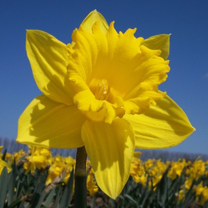 TAYLORS Narcissus Unsurpassable - 1Kg (When Packed) TAYLORS Narcissus Unsurpassable - 1Kg (When Packed)