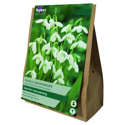 TAYLORS Snowdrops Single Field Grown Value Pack