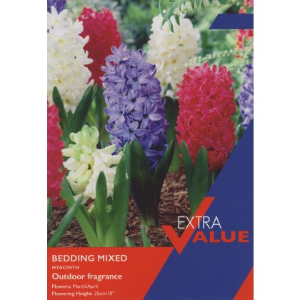 TAYLORS Hyacinth Bedding Mixed
