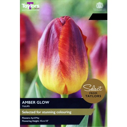 TAYLORS Tulip Amber Glow