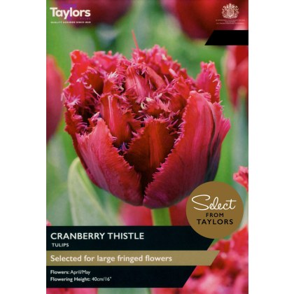 TAYLORS Tulip Cranberry Thistle