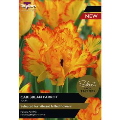 TAYLORS Tulip Caribbean Parrot