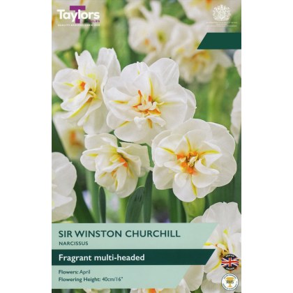 TAYLORS Narcissi Sir Winston Churchill