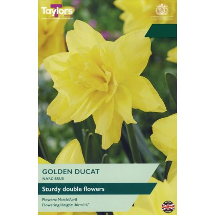 TAYLORS Narcissus Golden Ducat TAYLORS Narcissus Golden Ducat