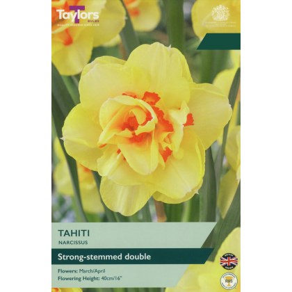 TAYLORS Narcissus Tahiti TAYLORS Narcissus Tahiti