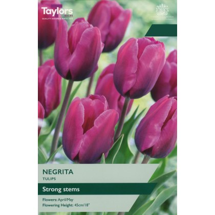 TAYLORS Tulip Negrita