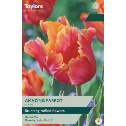 TAYLORS Tulip Amazing Parrot