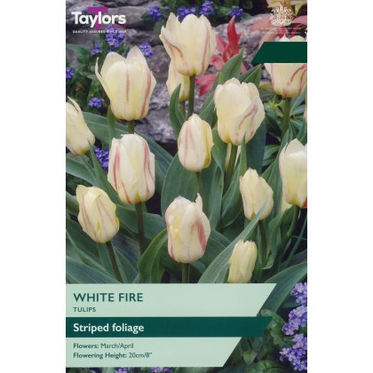 TAYLORS Tulip White Fire