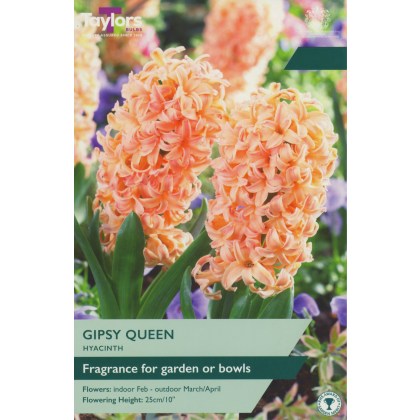 TAYLORS Hyacinth Gipsy Queen 16-17 Garden P/P