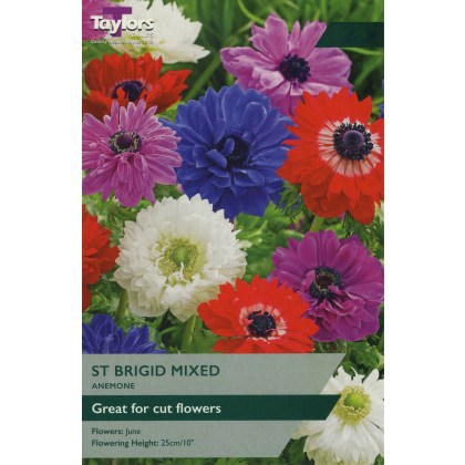 TAYLORS Anemone St. Brigid Mixed