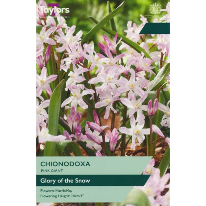 TAYLORS Chionodoxa Pink Giant