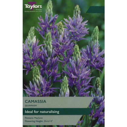 TAYLORS Camassia Quamash