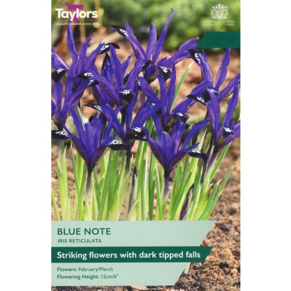 TAYLORS Iris Reticulata Blue Note