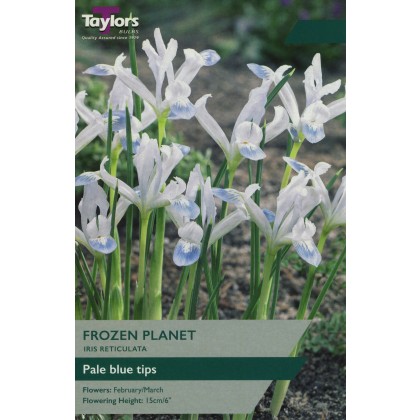 TAYLORS Iris Reticulata Frozen Planet