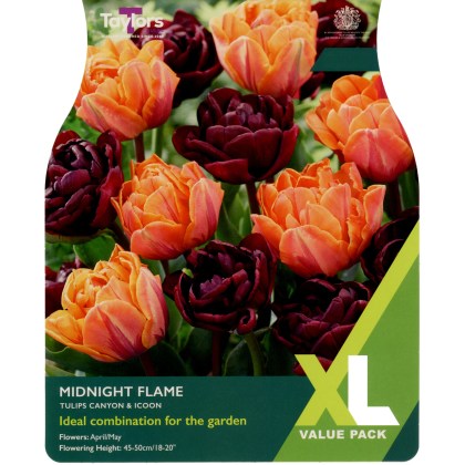 TAYLORS Tulip Midnight Flame - XL Range