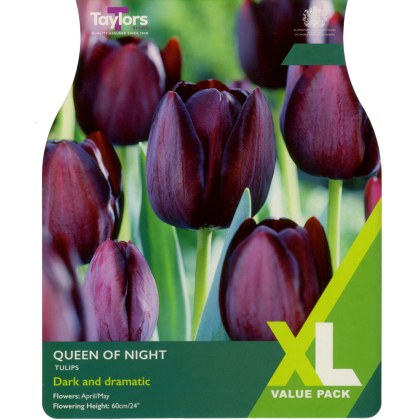 TAYLORS Tulip Queen Of Night - XL Range
