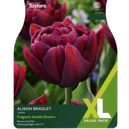 TAYLORS Tulip Alison Bradley - XL Range