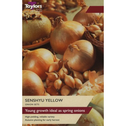 TAYLORS Onion Senshyu Yellow