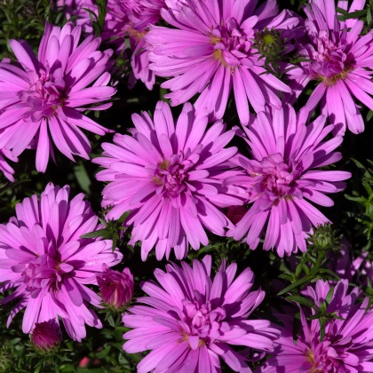 AUTUMN POT Aster dumosus Alpha Pink 1L