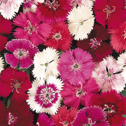 AUTUMN PACK Dianthus Festival Mix 6pk