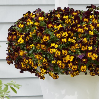 TRAILING PANSY Cool Wave Fire 4pk