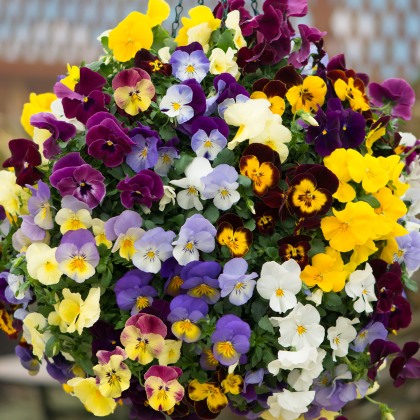 TRAILING PANSY Cool Wave Mix 4pk