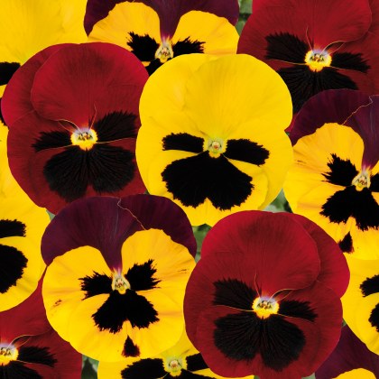 AUTUMN PACK Pansy Matrix Autumn Blaze Mix 6pk