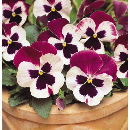 AUTUMN PACK Pansy Matrix Cassis 6pk