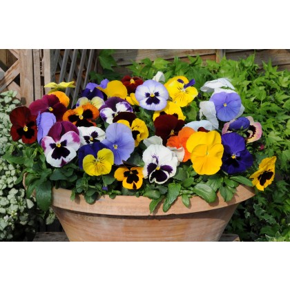 AUTUMN PACK Pansy Matrix Mix 6pk