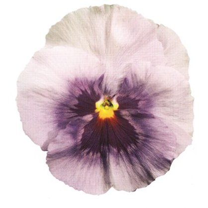 AUTUMN PACK Pansy Matrix Pink Shades 6pk