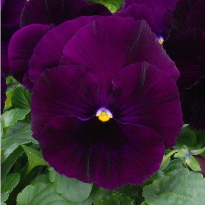 AUTUMN PACK Pansy Matrix Purple 6pk