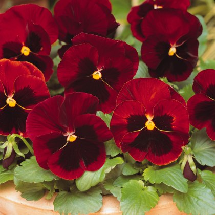 AUTUMN PACK Pansy Matrix Red Blotch 6pk