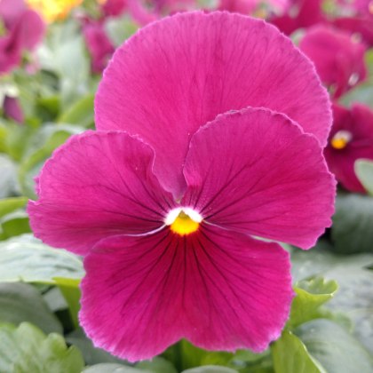 AUTUMN PACK Pansy Matrix Rose 6pk