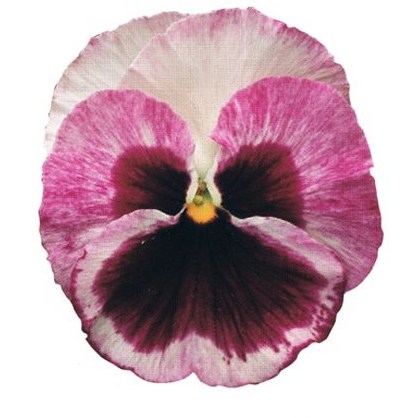 AUTUMN PACK Pansy Matrix Silhouette Mix 6pk