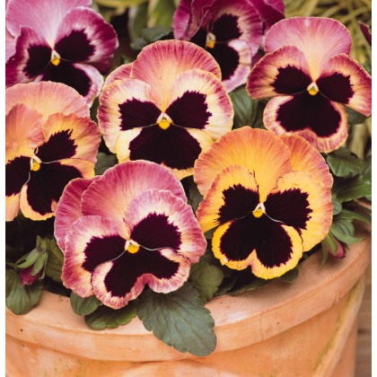 AUTUMN PACK Pansy Matrix Sunrise 6pk