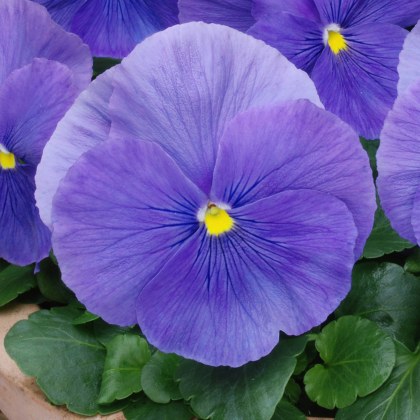 AUTUMN PACK Pansy Matrix True Blue 6pk