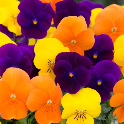 AUTUMN PACK Viola Sorbet XP Harvest Mix 6pk